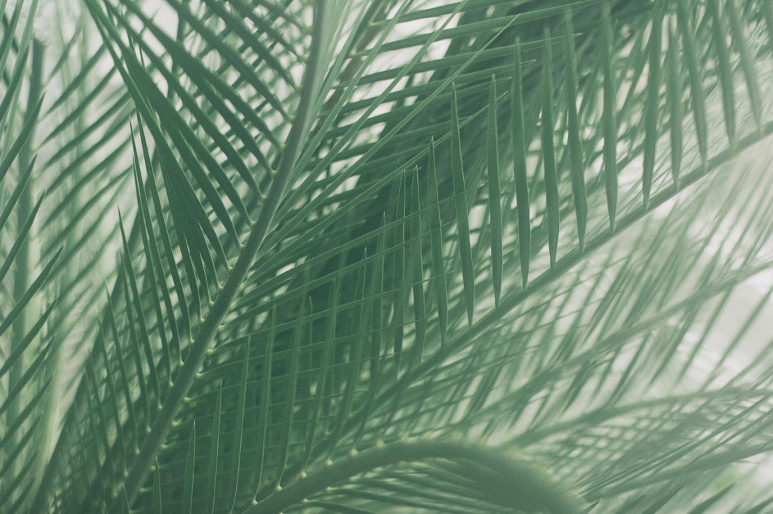 Palme